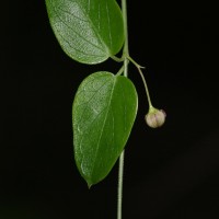 Vincetoxicum cordifolium (Thwaites) Kuntze